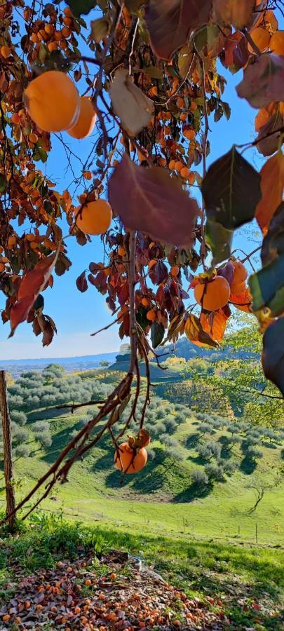 Terrazza San Vettore Camere Con Colazione, Relax In Collina Con Vista Sui Vigneti Docg Asolo Maser Exterior foto